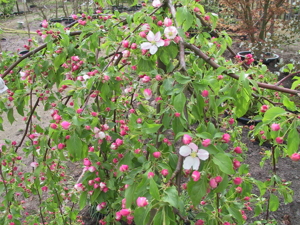 Malus Red Jade - knospige Bluete.jpg